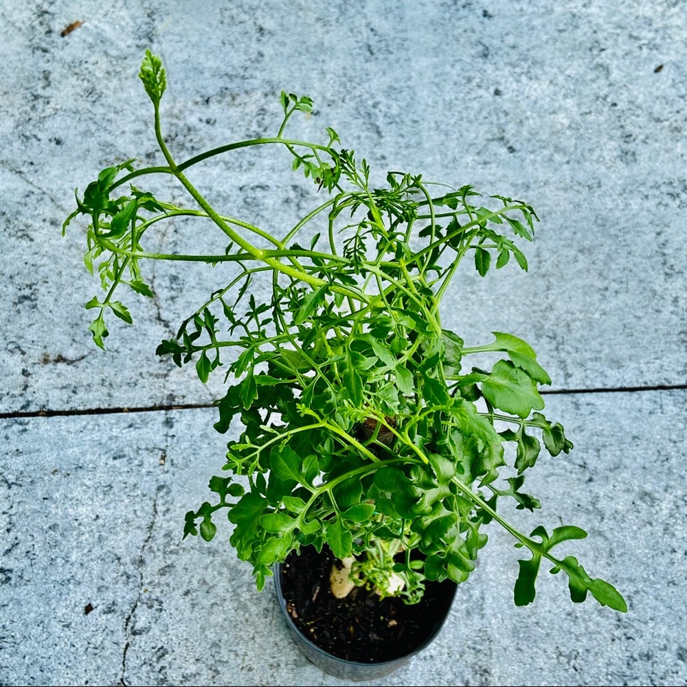 UNROOTED Cuttings RARE Kalanchoe Schizophylla Two Cuttings - Picture 14 of 17
